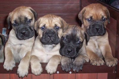 BULLMASTIFF CUCCIOLI