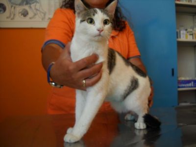 Giovanissimi miciotti cercano casa