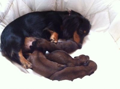 Bassotti cuccioli pelo lungo