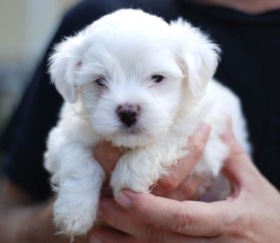 Bella cuccioli maltese disponibili.