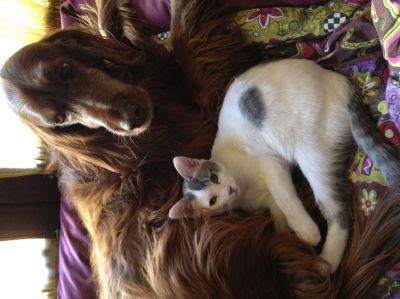 Togo tenerissimo miciottino cerca famiglia