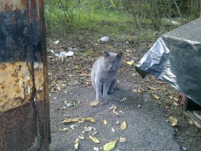Micio Alcide cerca casa