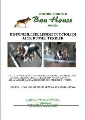 Cuccioli di Jack Russell Terrier