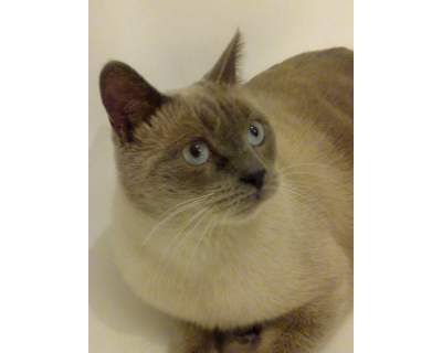 Servizio di cat sitting