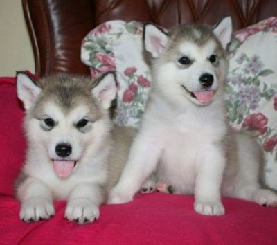 Bellissimi cuccioli di siberian husky con pedigree