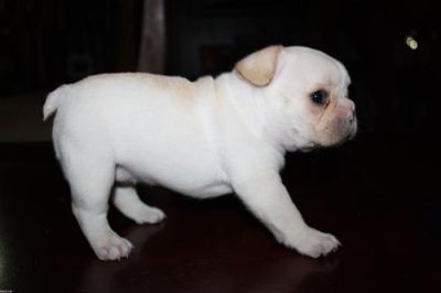 Regalo Cuccioli di Charme Bulldog francese