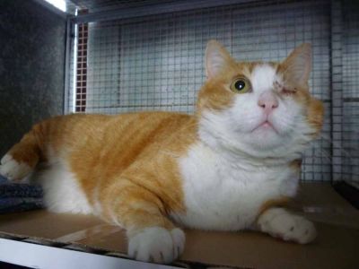 Micio Billy cerca casa