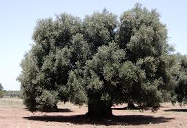 AZIENDA BIOLOGICA  ITALIANA