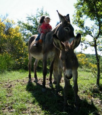 ASINA AMIATA GRAVIDA SELEZIONATA 