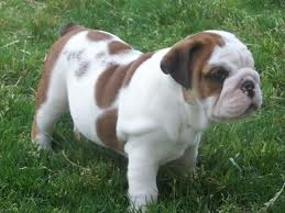 Eccezionale cuccioli Bulldog inglese (Spostare)