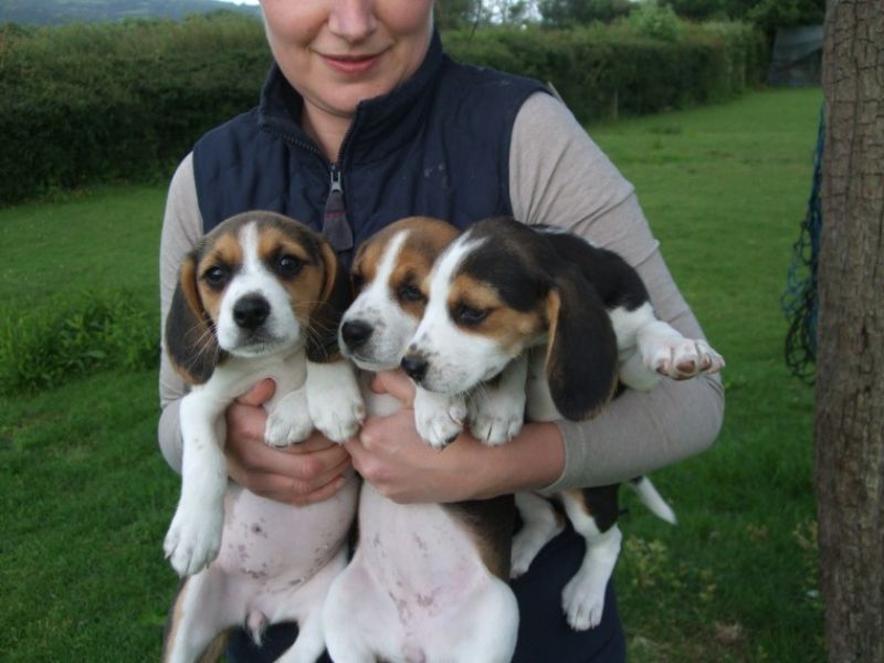 Per adozione Cuccioli dolce e bella Beagle Stiamo dando questi nostri cuccioli sani maschi e femmine