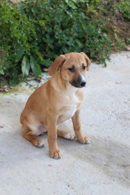 Due cucciole in cerca di casa