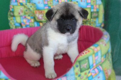 Vendo cuccioli di Akita INu