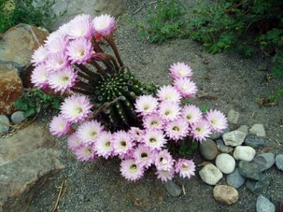 Piante CACTUS equinopsis multi Fiori grandi e belli per Balcone Terrazzo o Giardino !