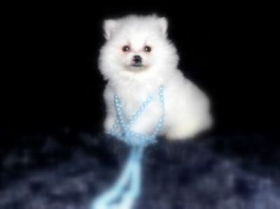 Regalo   Bellissimi cuccioli  di Pomerania    