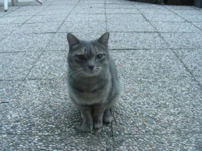 Micia Puci cerca casa