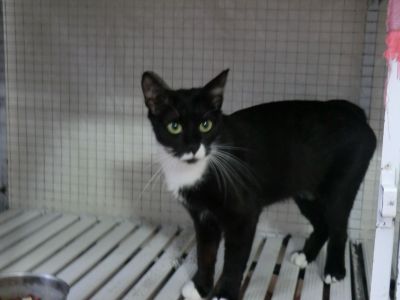 Micia Sally cerca casa