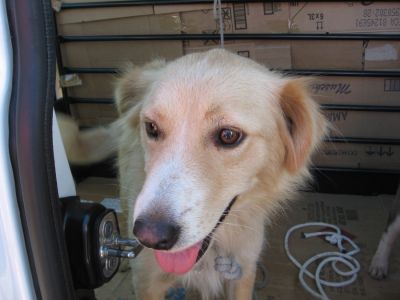 Carlotta, giovanissima simil golden cerca casa‏