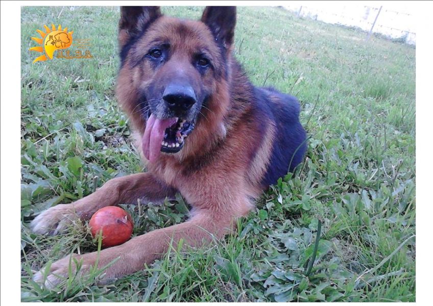 RAUL - Adozione del Cuore