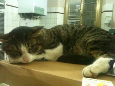 Spartaco micione dolcissimo tigrato