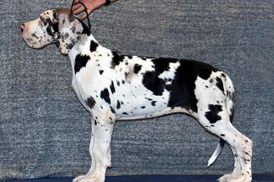 Regalo adorabili cuccioli  Alano  femminucce e maschietti disponibili gratuita i cuccioli sono vacci