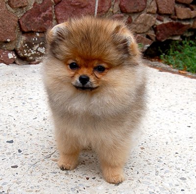 Volpini della pomerania