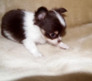 Chihuahua cucciolo con documenti, circuito integrato, la vaccinazione passaporto UE