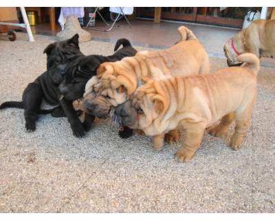 ADORABILE CUCCIOLI SHAR PEI PER L'ADOZIONE LIBERO