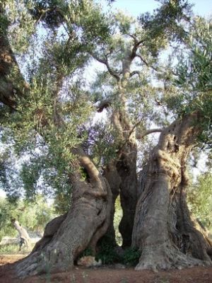 azienda bio  italiana