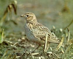 Caccia alle allodole in Romania Ottobre