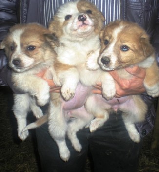 INCROCIO COLLIE-BORDER COLLIE