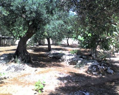 RIF.961 Terreno agricolo