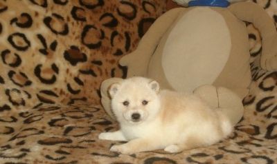 Regalo Shiba Inu di Cuccioli 