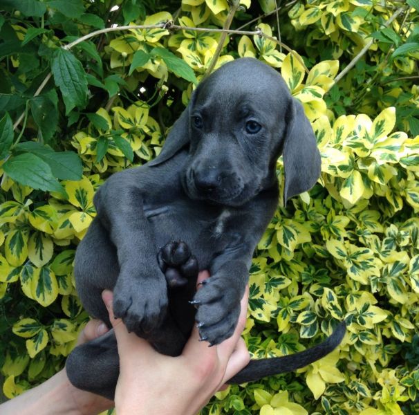  Cuccioli di Weimaraner per adozione bellissimi cuccioli disponibili, carattere adorabile ,sono doci