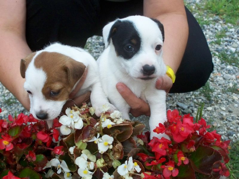 Cuccioli Jack Russel Terrier