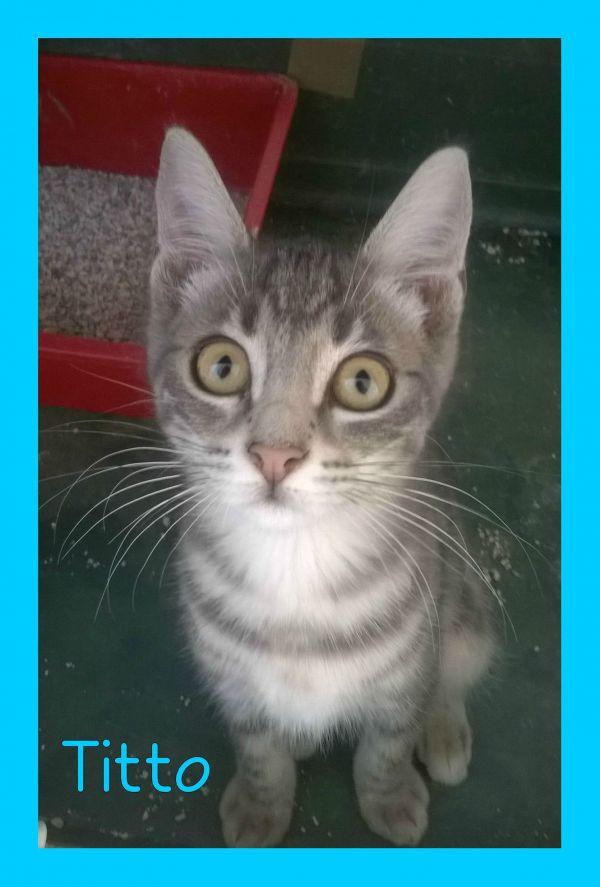 Gattini di 3 mesi circa cercano famiglia!