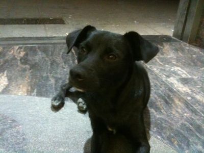 baba' tenero cagnolino abbandonato cerca casuccia