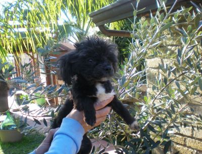 INCROCIO BARBONCINO-MALTESE