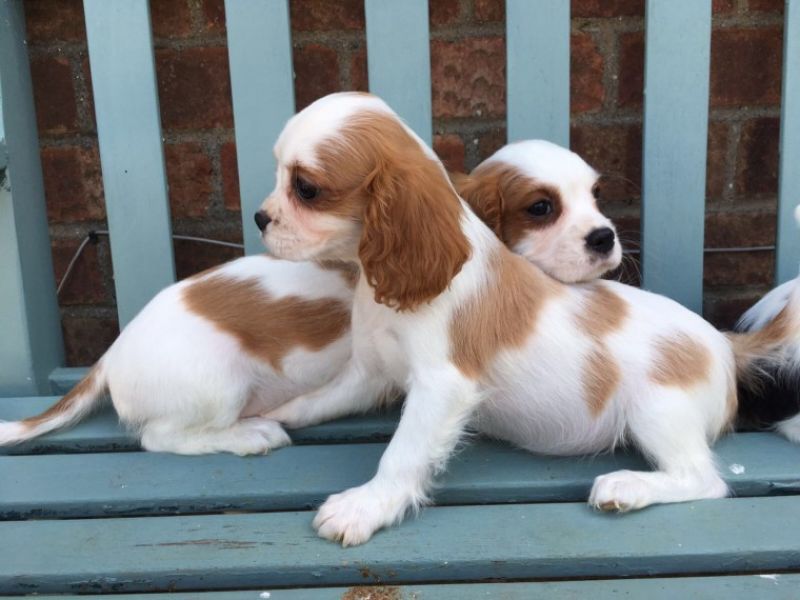 Regalo cavalier king cuccioli meravigliosi !  nati in casa da nostri esemplari ipertipici carattere 