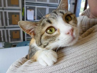 Micia Odilia cerca casa