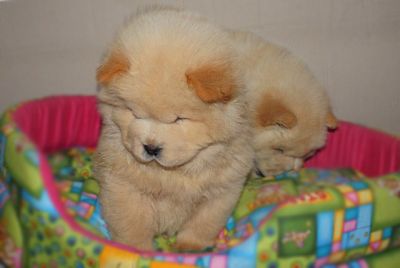 Cuccioli di Chow chow