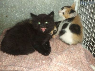 Gattini cuccioli cercano casa - Busto Arsizio (Va)