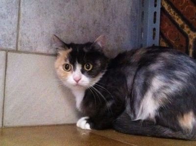 Micia Dharma cerca casa