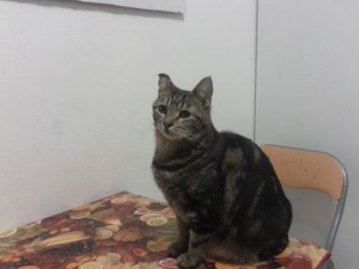 Micia Giulietta cerca casa