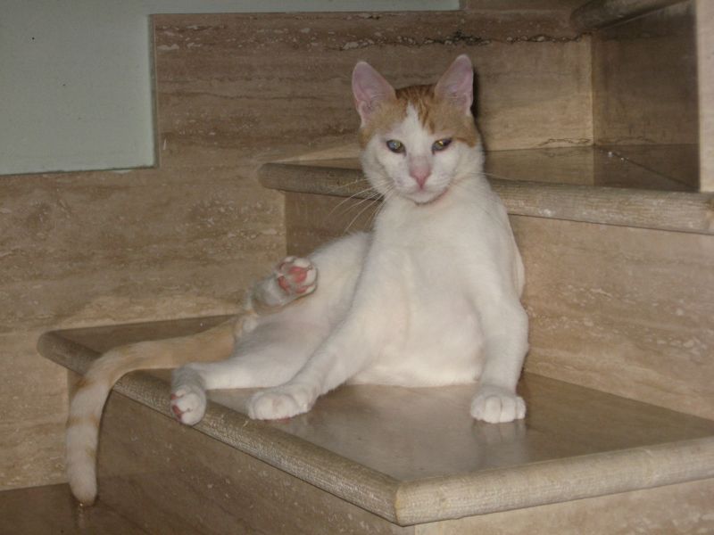 Adozione del cuore per Tristano micio di 1 anno ipovedente