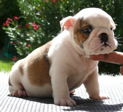 Cuccioli bulldog inglese