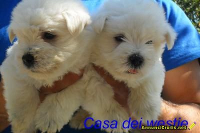 PRESTIGIOSA CUCCIOLATA WEST HIGHLAND WHITE TERRIER