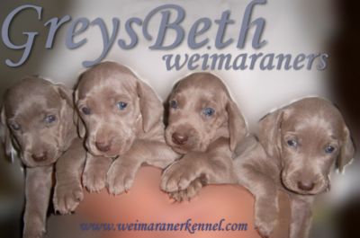WEIMARANER cuccioli selezionati