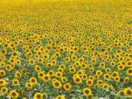 AGRITURISMO-BED AND BREAKFAST 