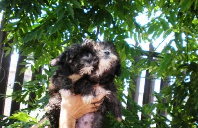 INCROCIO BARBONCINO-MALTESE